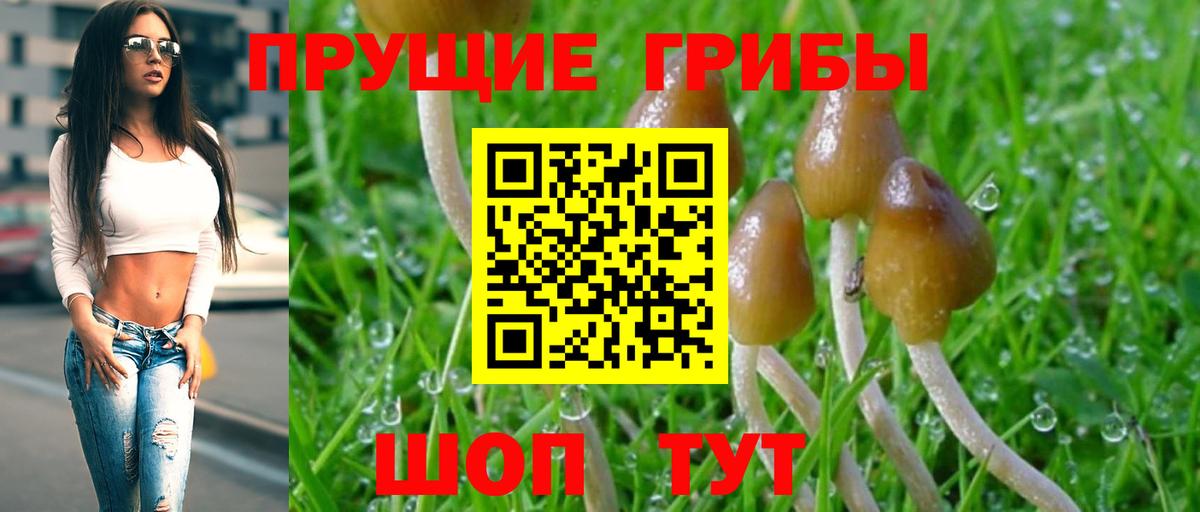 Галлюциногенные грибы Psilocybine cubensis Норильск